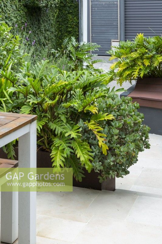 A rusty metal garden bed with lush foliage plants.