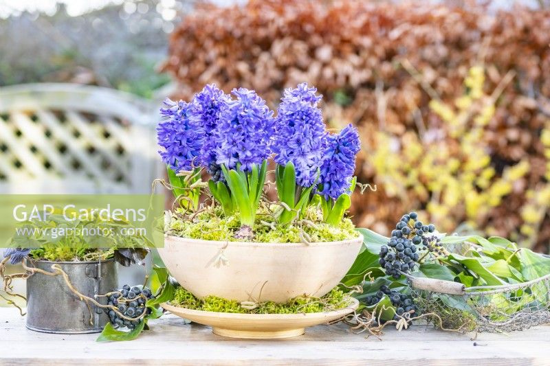 Hyacinthus 'Bismarck' in container with moss and corkscrew hazel, next to Ranunculus and Ivy hedera