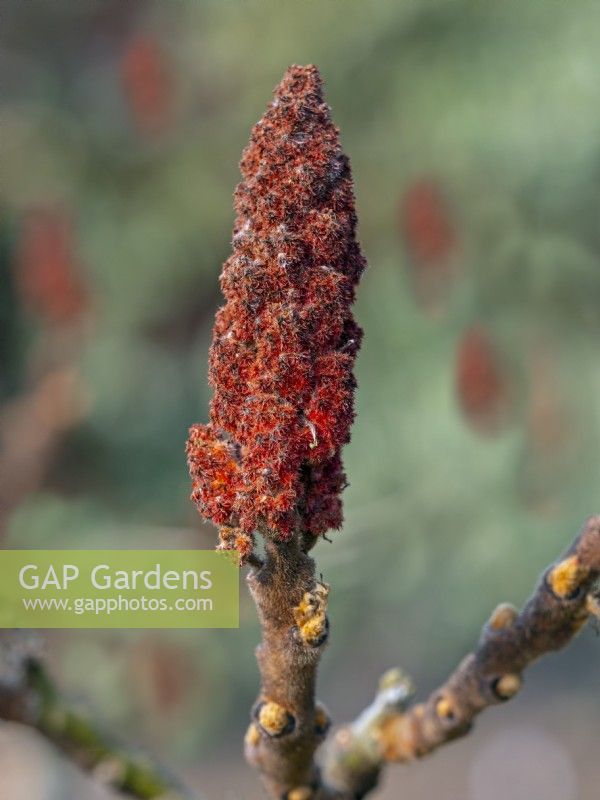 Rhus typhina 'Tiger Eyes' - Stag's Horn Sumach buds