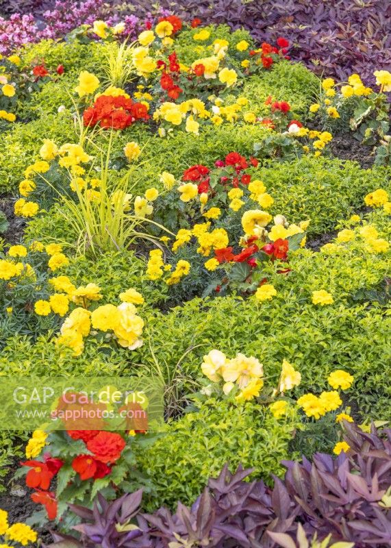 Colorful annual bed, summer July