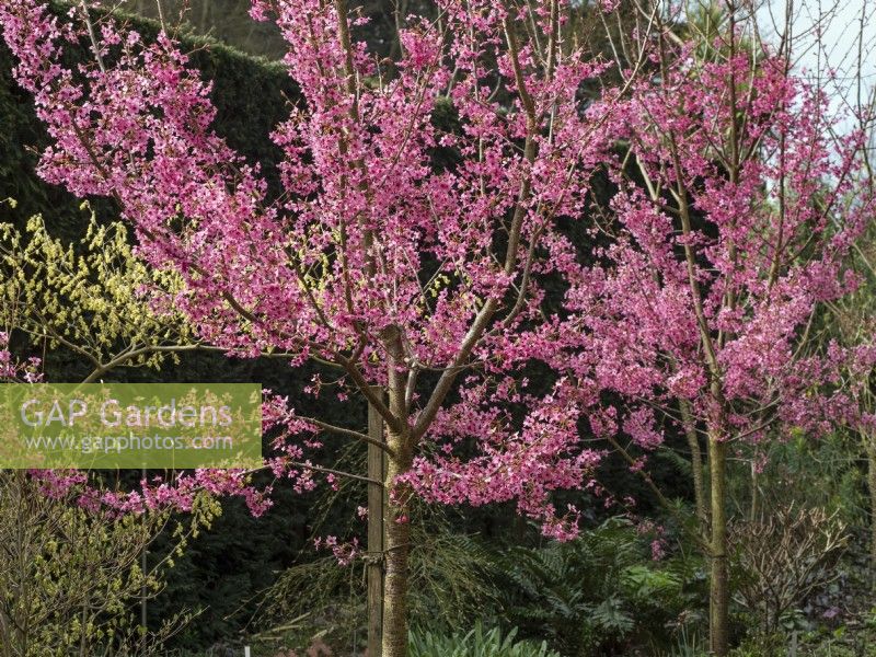 Prunus 'Collingwood Ingram'  in flower early april  Norfolk