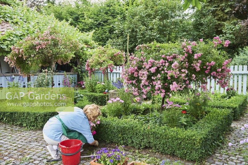 Rosa Polianta, rose tree, Buxus sempervierens, box tree, Woman working in traditional farm garden and cleaning the path by beds edged with Buxus sempervierens. Beds with standard Rosa - Rose - underplanted 
