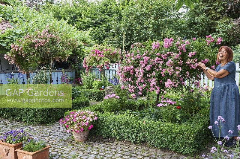 Rosa Polyantha, Standard weeping roses, rose tree, Baccata, box tree,  Woman standing by weeping standard Rosa - Rose - in a bed edged with Buxus