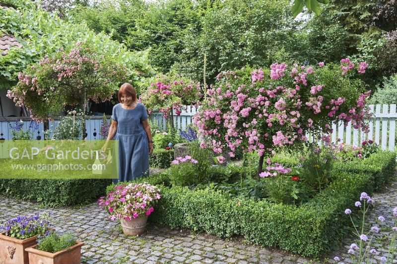 Rosa Polyantha, Standard weeping roses, rose tree, Baccata, box tree, Woman walks by weeping standard Rosa - Rose - in a bed edged with Buxus