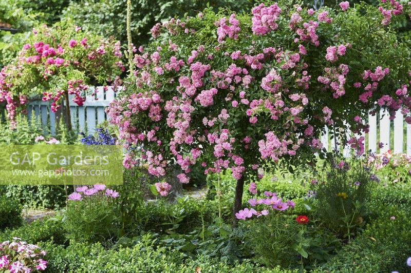 Rosa Polyantha, rose tree, Baccata, box tree, Zinnia Elegans, Cosmea, Cosmos Bipinnatus, Salvia gurantica, sage, Verbena Bonariensis, roses high trunk surrounded by a hedge of boxwood