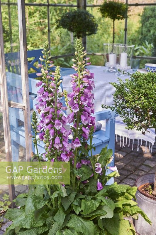Digitalis Purpurea, foxglove in front of a summer house with table setting.