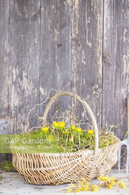 Winter Aconite, Corkscrew hazel and moss arranged in a wicker basket