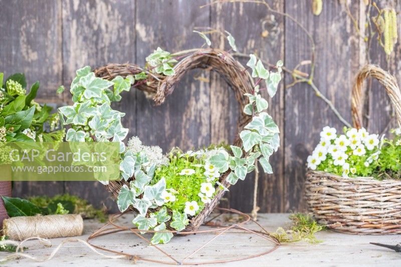 Ivy and mossy saxifrage 'Alpino Early White' on a wicker heart