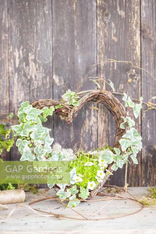 Ivy and mossy saxifrage 'Alpino Early White' on a wicker heart
