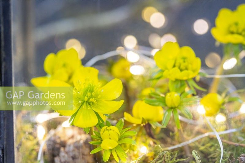 Winter aconites arranged with lights inside a lantern