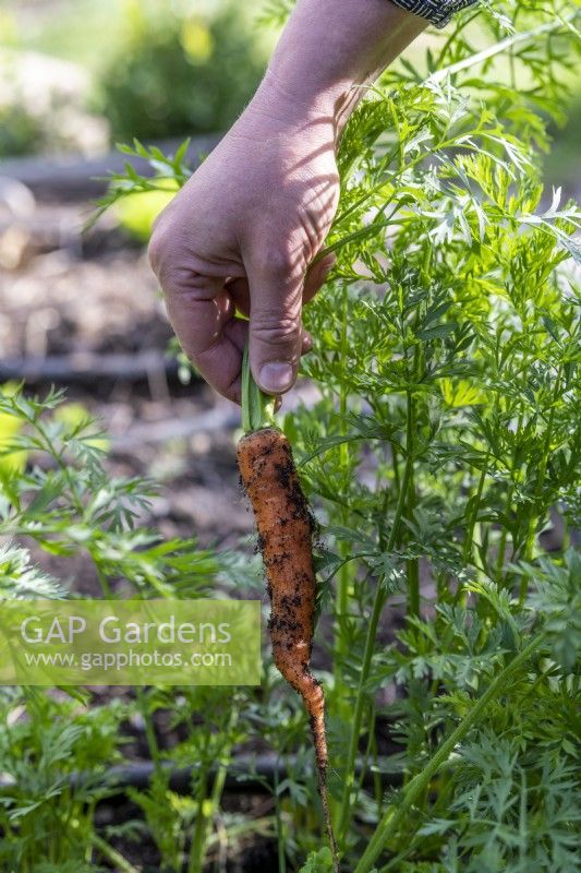 Picking a 'Nantaise' carrot