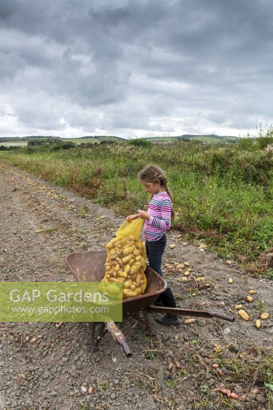 Girl picking up potatoes