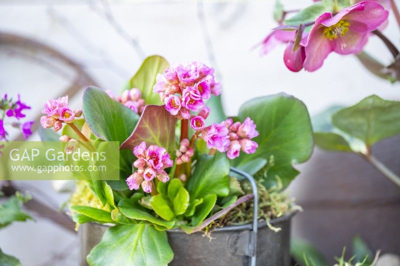 Bergenia 'Rosenkristall' in a metal container