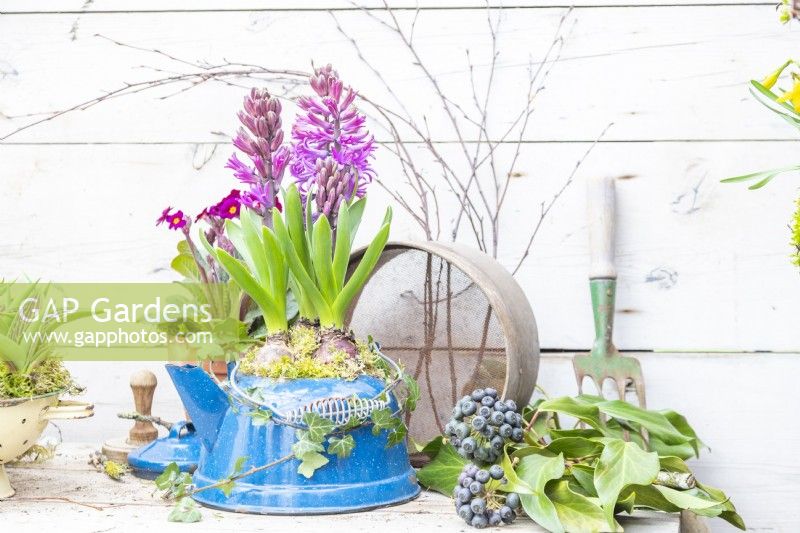 Hyacinths in a blue enamel kettle