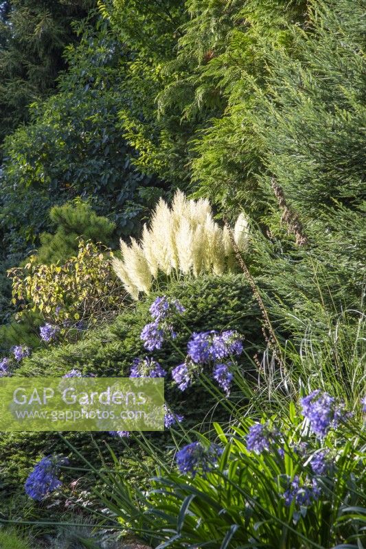 Agapanthus 'Loch Hope', Picea abies 'Repens', Sequoia sempervirens 'Adpressa', Cortaderia selloana 'Pumila' - The Bressingham Gardens, Norfolk - September