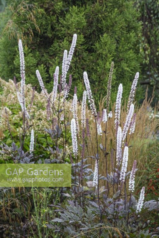 Actaea simplex 'Brunette' - September, Foggy Bottom, The Bressingham Gardens, Norfolk