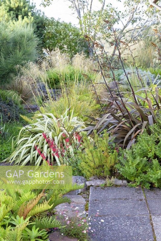 Planting behind house featuring: Blechnum chilense; Phormium cookianum subsp. hookeri 'Cream Delight'; Phormium 'Platt's Black'; Chionochloa rubra; Phygelius