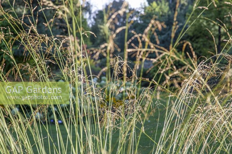 View through Molinia caerulea subsp. arundinacea 'Windspiel' - The Bressingham Gardens, Norfolk - September