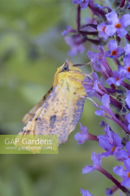 Ennomos alniaria - Canary-shouldered Thorn moth on buddlia flowers