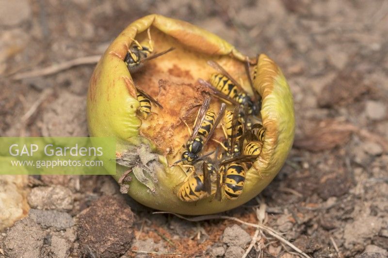 Vespula vulgaris - Wasps eating windfall apple