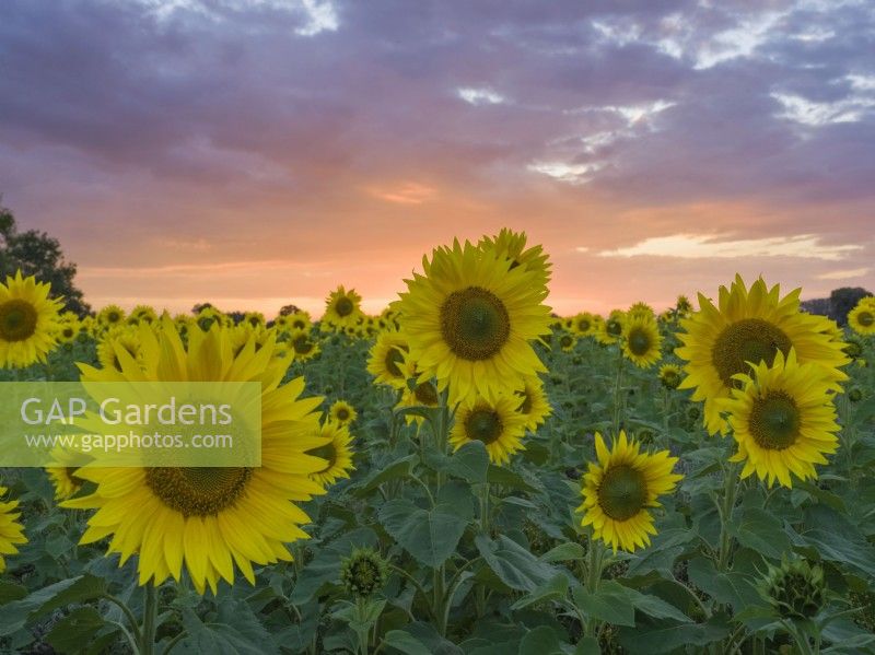 Helianthus annuus - Sunflowers at sunset