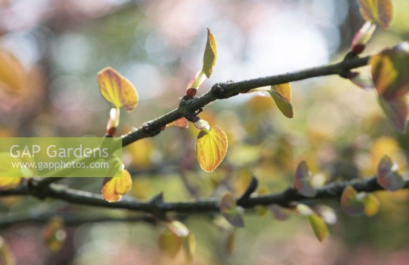 Cercidiphyllum japonicum f. Miquelianum - New Katsura tree leaves in spring
