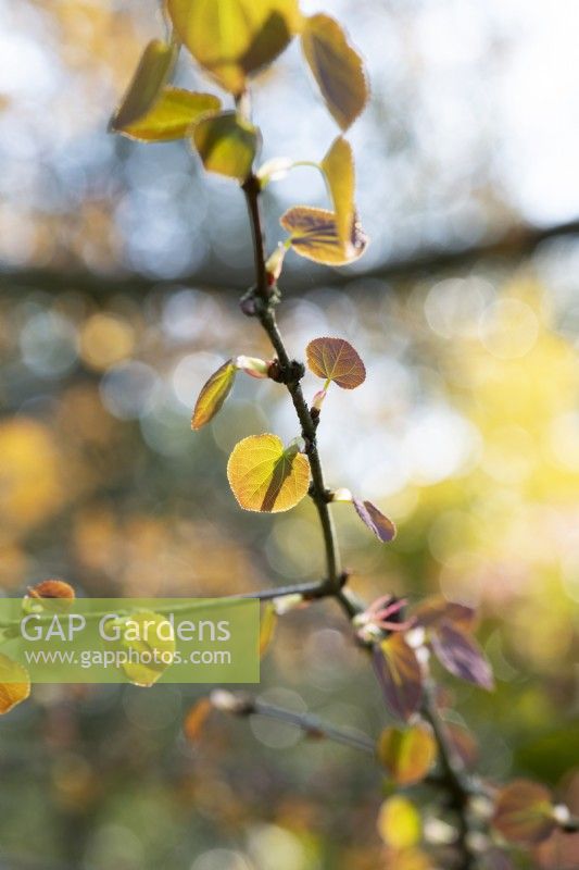  Cercidiphyllum japonicum f. Miquelianum - New Katsura tree leaves in spring 