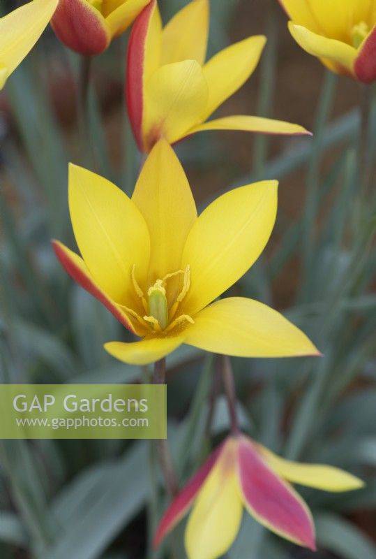 Tulipa clusiana var. chrysantha 'Tubergen's Gem' - Tulip