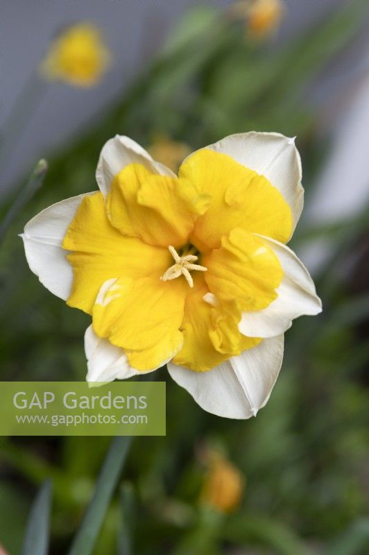 Narcissus 'Orangery' split cupped collar daffodil 