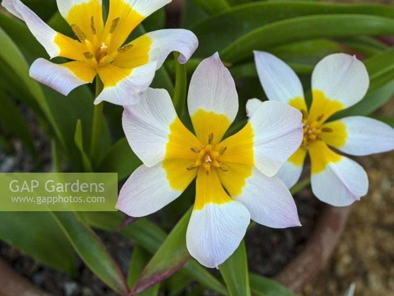 Tulipa saxatilis - Bakeri Group 'Lilac Wonder' - April