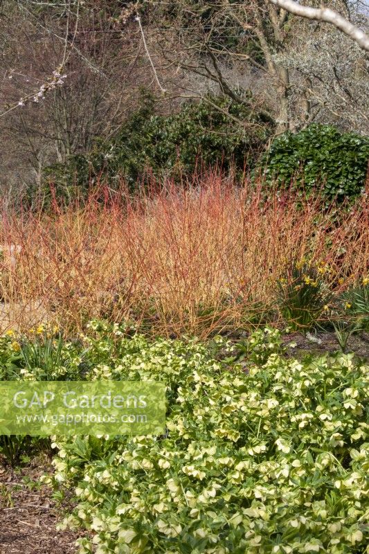 Cornus Sanguinea 'Anny's Winter Orange' Helleborus 'Ashwood Garden Hybrids Yellow'