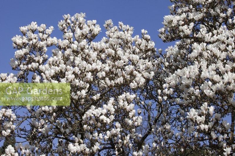 Magnolia soulangeana 'Alba Superba' set against a blue sky background