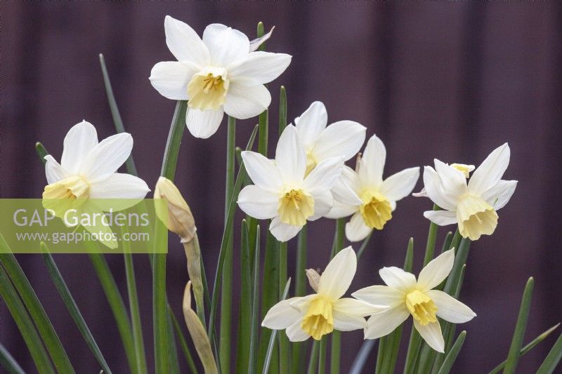 Narcissus 'Sailboat' Daffodil 'Sailboat'