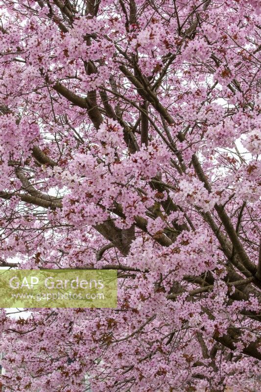 Prunus 'Accolade' Pink flowering cherry 