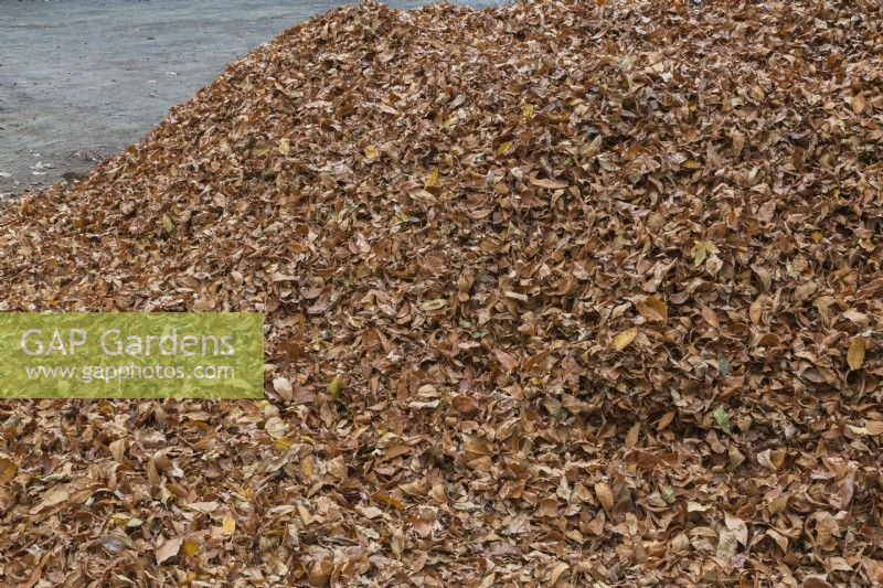 Fallen leaves gathered into a mound for composting in autumn, Quebec, Canada - October