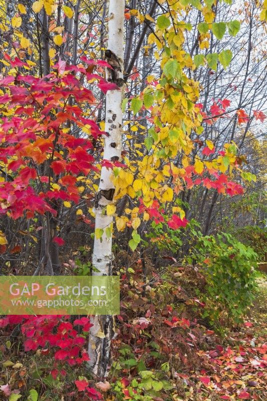 Acer saccharum - Sugar Maple and Betula papyrifera - Paper Birch trees growing side by side in autumn - October