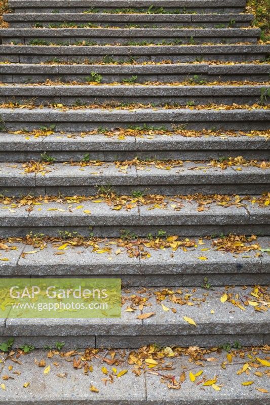 Looking up at grey stone steps covered with fallen deciduous tree leaves in autumn - October