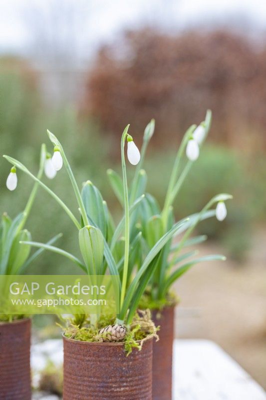 Arrangement of snowdrops in rusted tin cans