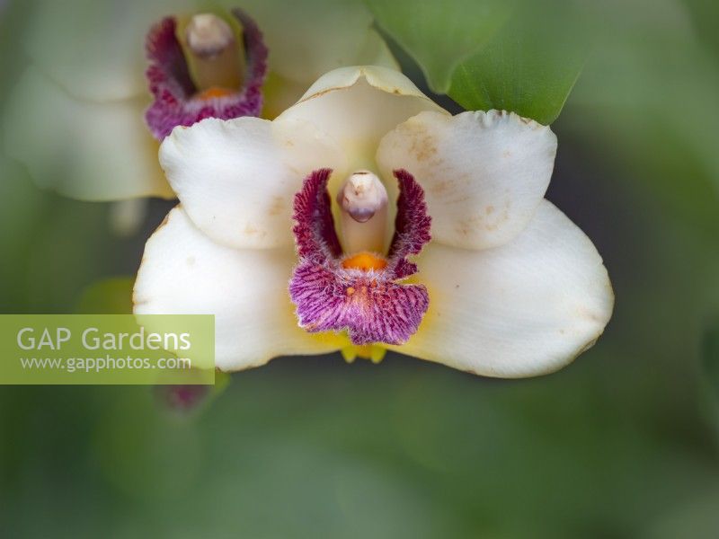 Bifrenaria harrisoniae flower