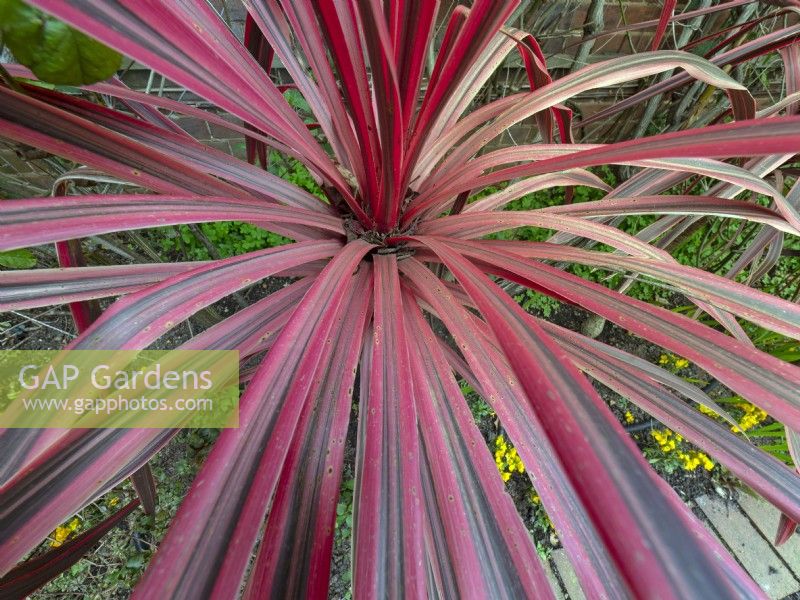 Cordyline 'Pink Passion' leaves April
