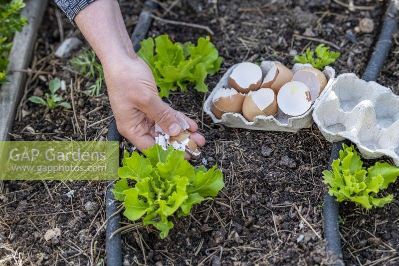 Placing broken eggshells around lettuces to block slugs,