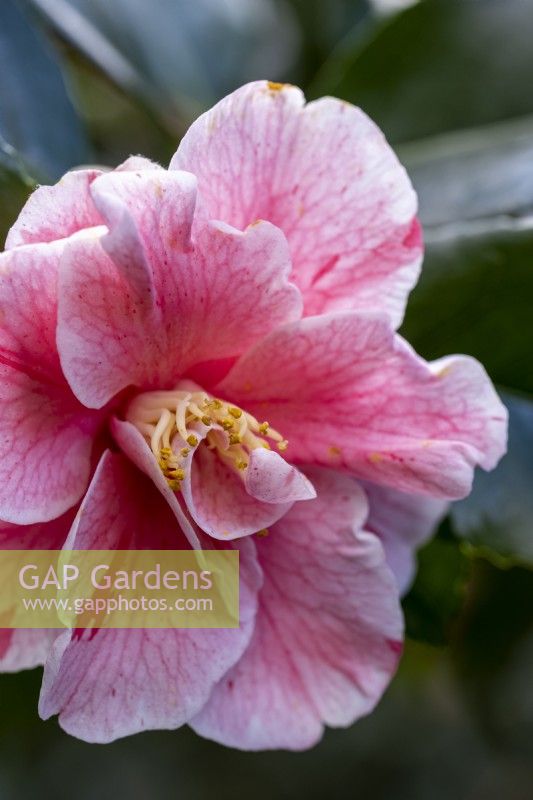 Camellia japonica 'Tricolor'