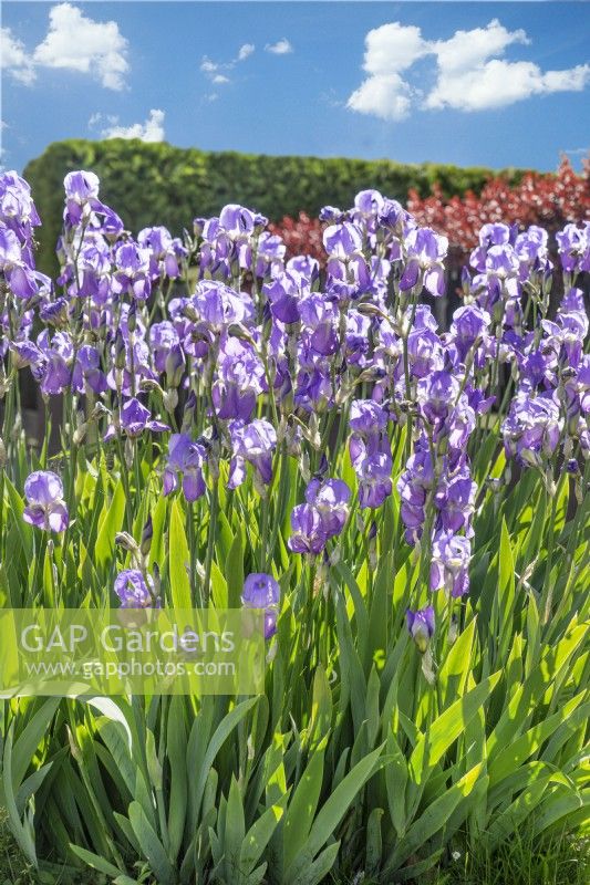 Iris x germanica, summer June