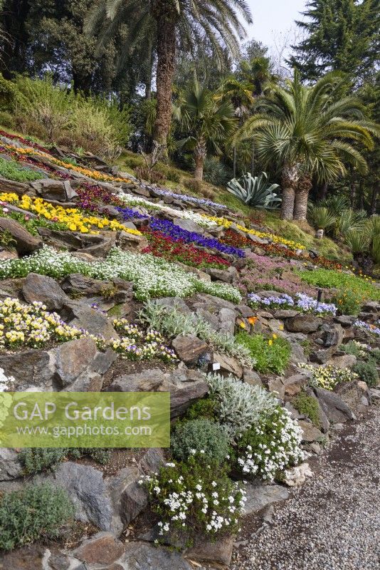 Rockery at the Villa Carlotta on Lake Como in late March, full of bright spring bedding.
