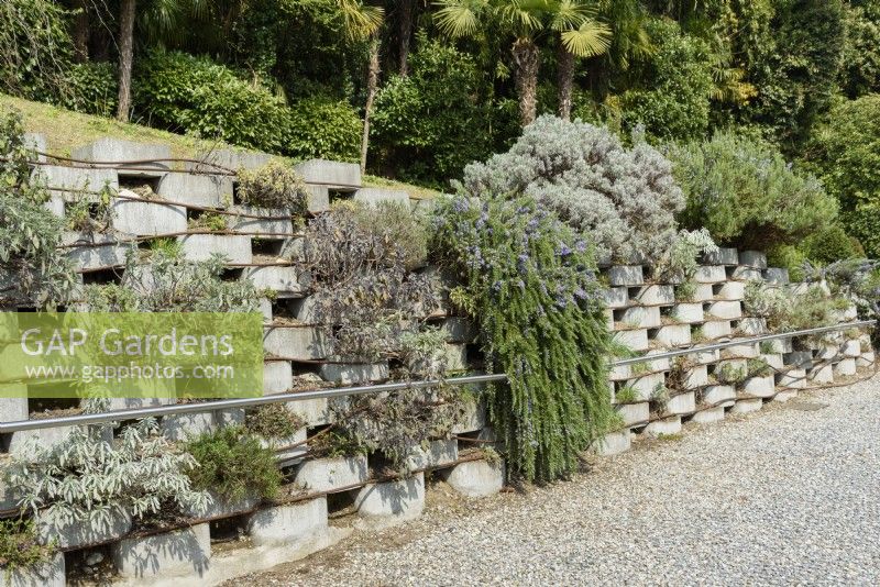 Wall of herbs at Villa Carlotta in spring