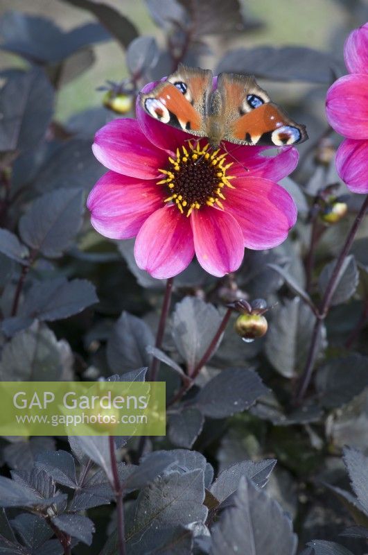Butterfly on Dahlia 