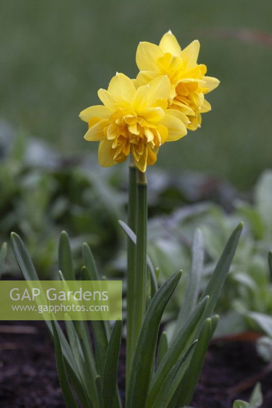 Narcissus 'Van Sion' Daffodil 'Van Sion'