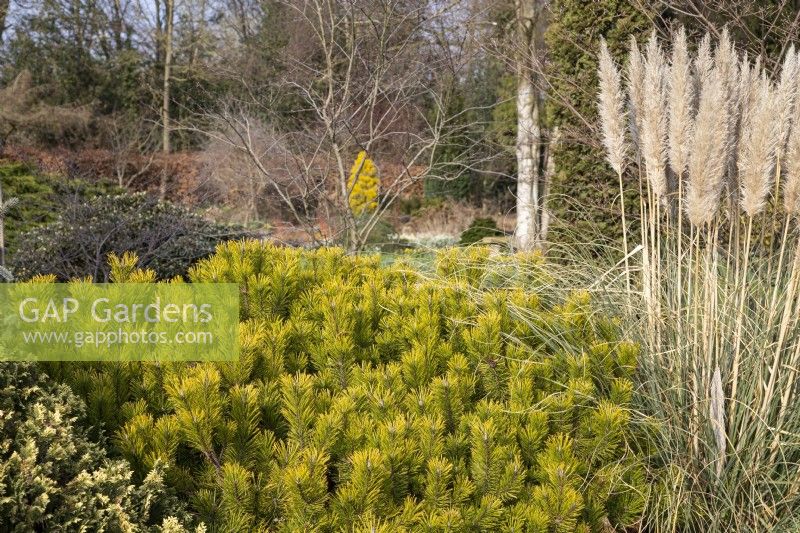 Pinus mugo 'Winter Gold' and Cortaderia selloana 'Pumila' in Foggy Bottom, The Bressingham Gardens, Norfolk - March