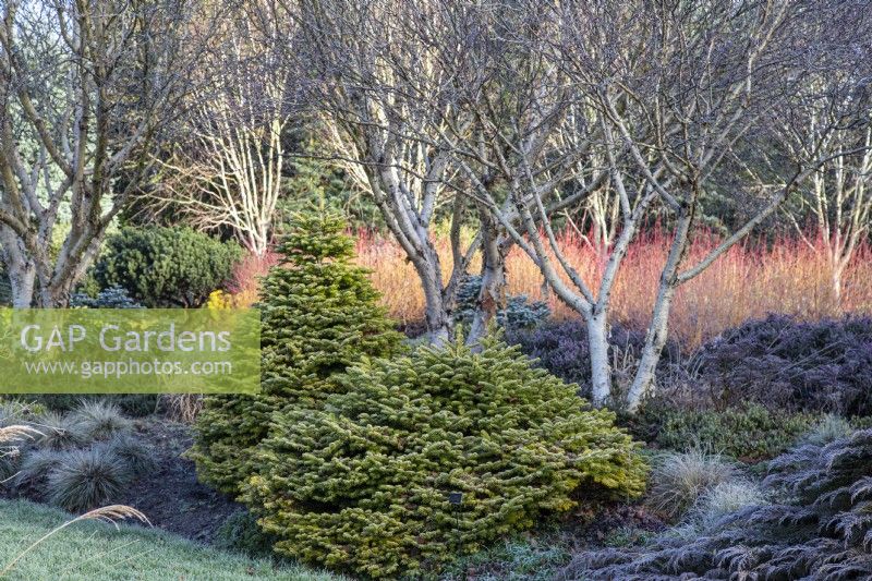 Abies nordmanniana 'Golden Spreader', Betula apoiensis 'Mount Apoi' and Cornus sanguinea 'Midwinter Fire' in the Winter Garden designed by Adrian Bloom, The Bressingham Gardens, Norfolk - January