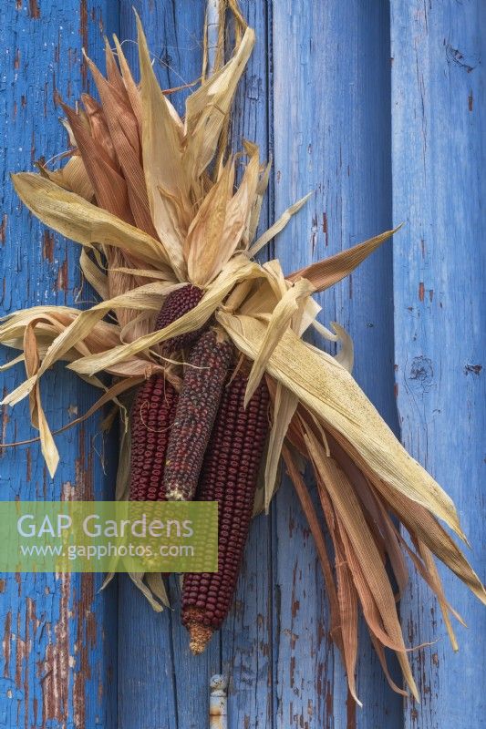Decorative Zea mays - Indian Corn attached to blue wooden structure in autumn - October